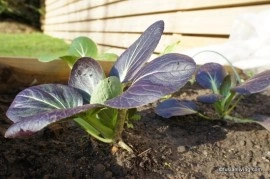 Varza chinezeasca Pak Choi Rubi F1 - Img 4