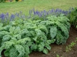 Varza Kale - Img 3