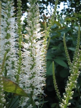 Veronicastrum virginicum - Img 4