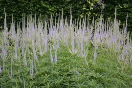 Veronicastrum virginicum - Img 8