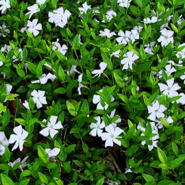 Vinca Minor Alba-Saschiul