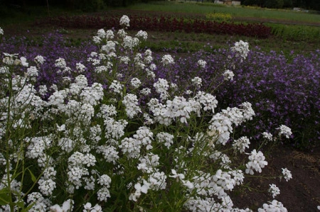 Violeta de noapte-Hesperis Matronalis Alba - Img 2
