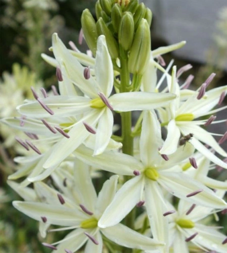 Zambila Indiana-Camassia Caerulea Alba - Img 2