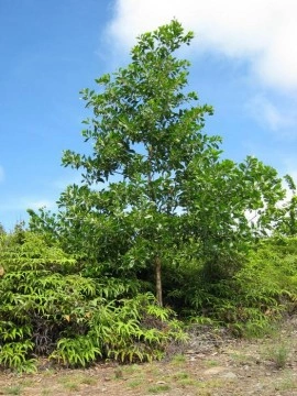 Acacia Mangium - Img 5