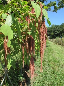 Amaranthus caudatus Coral Fountain - Img 2