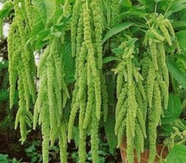 Amaranthus caudatus Green Cascade