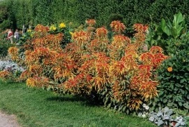 Amaranthus tricolor Splendens - Img 3