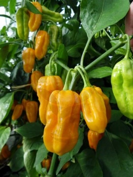 Ardei iute Habanero Yellow - Img 3