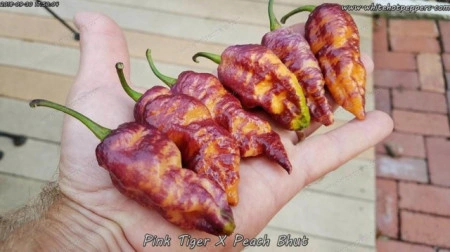Ardei iute Pink Tiger x Peach Bhut - Img 2