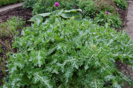Armurariu-Silybum Marianum - Img 7