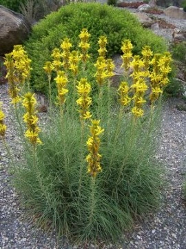 Asphodeline lutea - Img 4