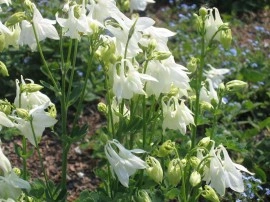 Caldarusa-Aquilegia vulgaris Alba - Img 2