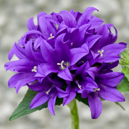 Campanula Glomerata Superba