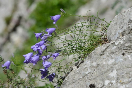Campanula Rotundifolia - Img 5