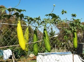 Castravete Luffa cylindrica - Img 5