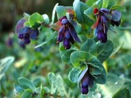 Cerinthe major purpurascens - Img 6