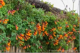 Chilean Glory Vine-Eccremocarpus Scaber - Img 6