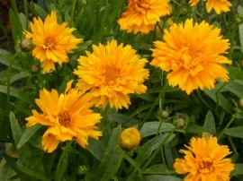 Coreopsis grandiflora Early Sunrise - Img 3