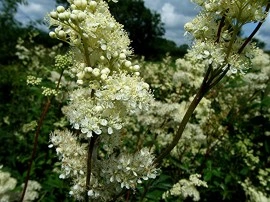 Creţușca-Filipendula ulmaria - Img 3