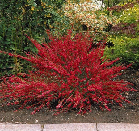 Cytisus Boskoop Ruby - Img 2