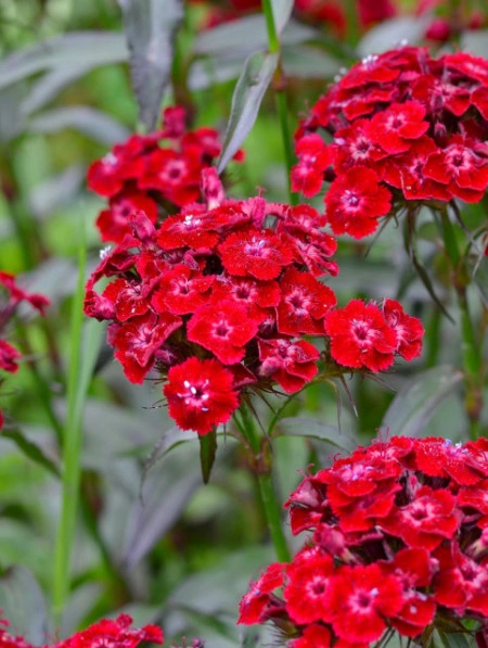 Dianthus barbatus-Garoafa turceasca Scarlet Beauty - Img 3