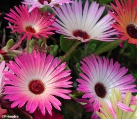 Dorotheanthus bellidiformis-Floare de cristal - Img 2
