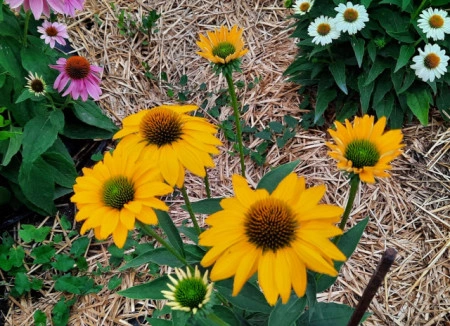 Echinacea Yellow - Img 3