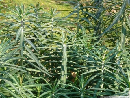 Euphorbia Lathyris-Planta Anticartita - Img 3