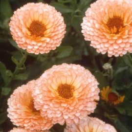 Galbenele-Calendula Off. Pink Surprise - Img 2