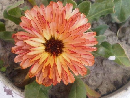 Galbenele-Calendula Off. Touch of Red Buff