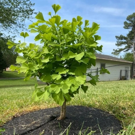 Ginkgo Biloba - Img 3