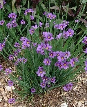 Iarba cu ochi albastri-Sisyrinchium Angustifolium - Img 2