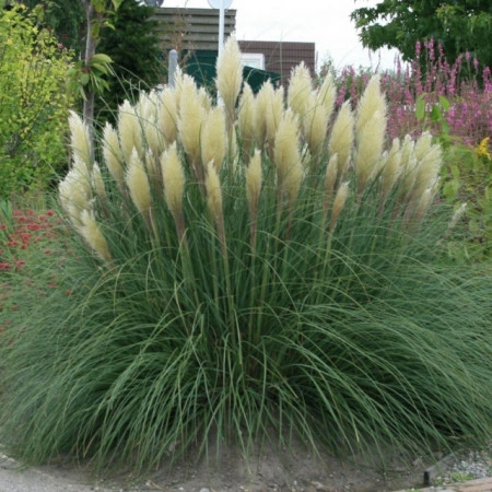 Iarba de pampas alb - Img 3