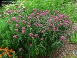Iarba fluturilor-Asclepias incarnata - Img 8