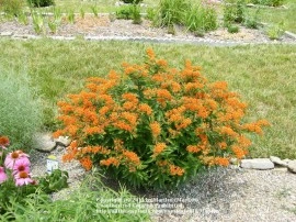 Iarba fluturilor-Asclepias tuberosa - Img 3