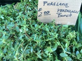Iarba grasă-Portulaca oleracea - Img 5