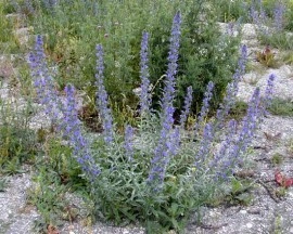 Iarba Sarpelui-Echium vulgare - Img 5