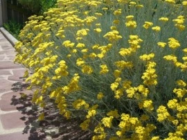 Imortela-Helichrysum italicum - Img 4