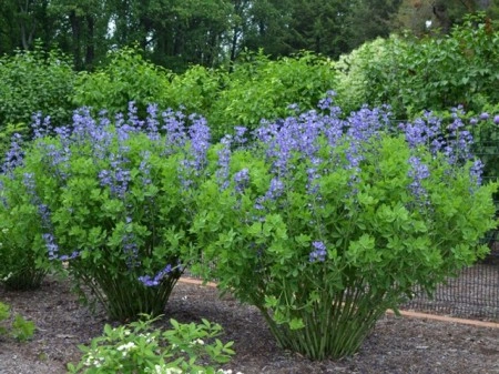Indigou Salbatic-Baptisia Australis - Img 2