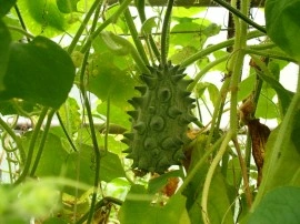 Kiwano - Img 2