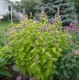 Korean mint-Agastache rugosa Golden Jubilee - Img 2