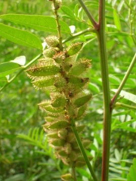 Lemn Dulce-Glycyrrhiza Glabra - Img 7