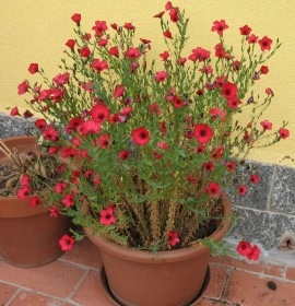 Linum Scarlet Flax-In decorativ rosu - Img 3