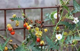 Litchi Tomato-Solanum Sisymbriifolium - Img 8