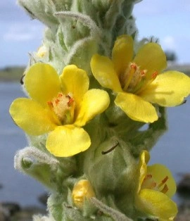 Lumanarica-Verbascum thapsus - Img 5