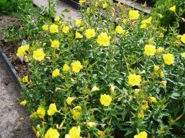 Luminita noptii-Oenothera biennis L - Img 3