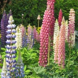 Lupin peren-Lupinus polyphyllus mix - Img 6