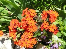 Lychnis x Haageana - Img 2