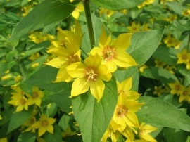 Lysimachia punctata - Img 5