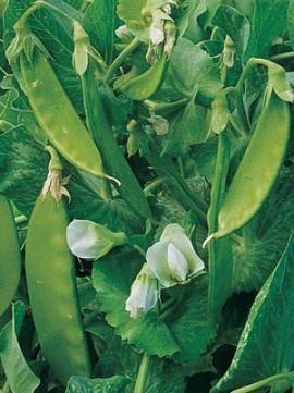 Mazare dulce-Pisum sativum - Img 3
